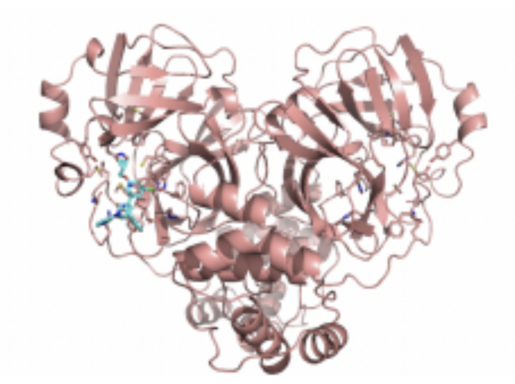 The SARS-CoV-2 main protease visualized in PyMOL, generated from data simulated in BIOL 172 